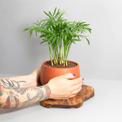 Valentina Terracotta Minimalist Planter 5.5"- Empty