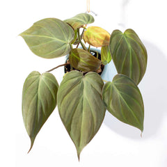 Velvet Leaf Philodendron Micans Vining Plant