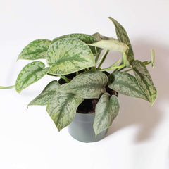 Scindapsus Exotica Silver Satin Pothos