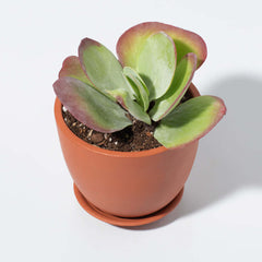 Marie Oval Terracotta Minimalist Planter - Empty