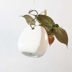 Velvet Leaf Philodendron Micans Vining Plant