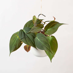 Velvet Leaf Philodendron Micans Vining Plant