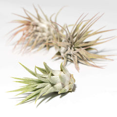 Tillandsia Grower's Choice Airplant 3 Pack Bundle