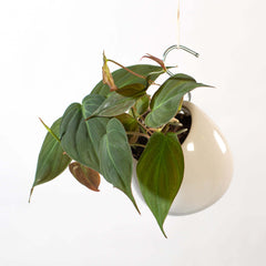 Velvet Leaf Philodendron Micans Vining Plant