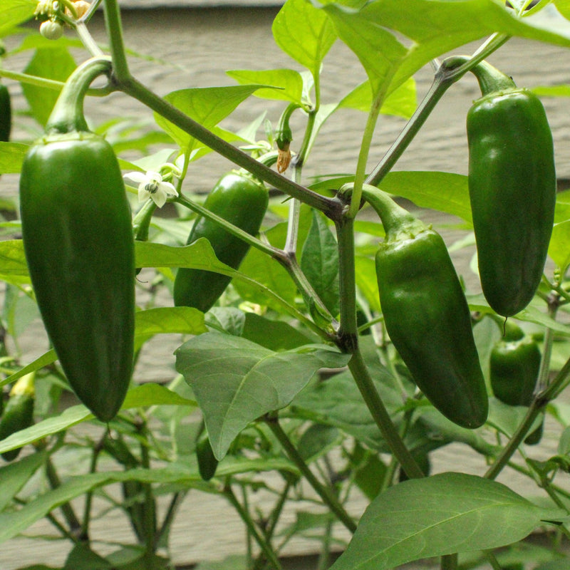 Pepper Anaheim Heirloom Seeds