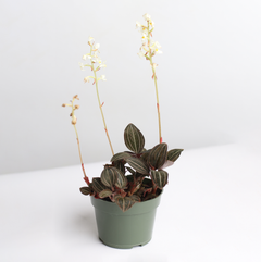 Jewel Orchid Ludisia Discolor