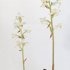 Jewel Orchid Ludisia Discolor