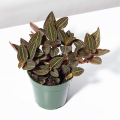 Jewel Orchid Ludisia Discolor