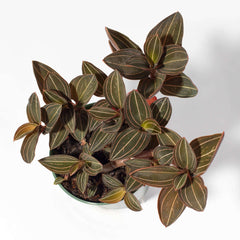 Jewel Orchid Ludisia Discolor