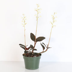 Jewel Orchid Ludisia Discolor
