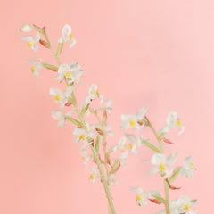 Jewel Orchid Ludisia Discolor