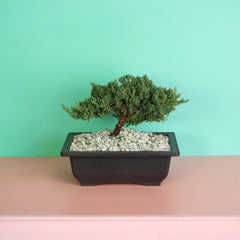 Japanese Juniper Bonsai Nana