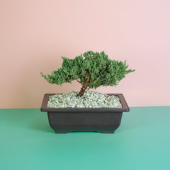 Japanese Juniper Bonsai Nana