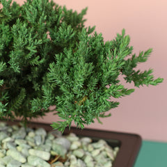 Japanese Juniper Bonsai Nana