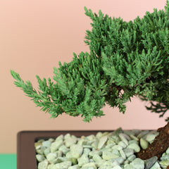 Japanese Juniper Bonsai Nana