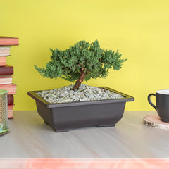 Japanese Juniper Bonsai Nana