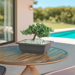 Japanese Juniper Bonsai Nana