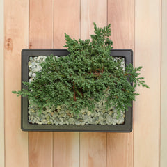 Japanese Juniper Bonsai Nana