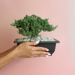 Japanese Juniper Bonsai Nana