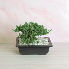 Japanese Juniper Bonsai Nana