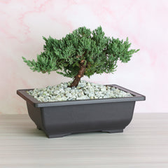 Japanese Juniper Bonsai Nana
