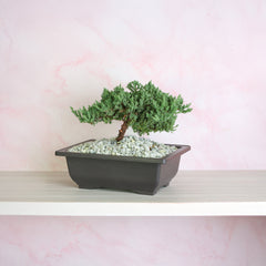 Japanese Juniper Bonsai Nana