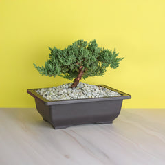 Japanese Juniper Bonsai Nana