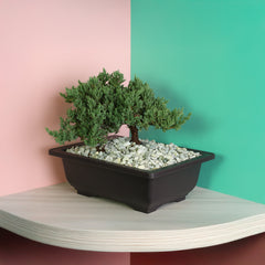 Japanese Juniper Bonsai Nana