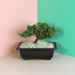 Japanese Juniper Bonsai Nana