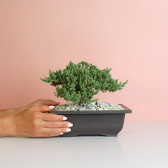 Japanese Juniper Bonsai Nana