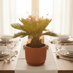 King Sago Palm