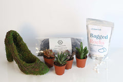 Stiletto Moss Planter Kit - DIY