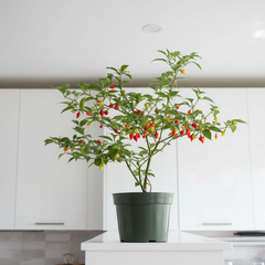 Sweety Drop Pepper Pimenta Biquinho Little Beak Pepper Plant