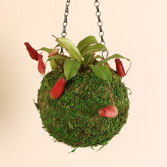 Nepenthes 'Lady Luck' Carnivorous Tropical Pitcher Plant