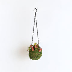 Nepenthes 'Lady Luck' Carnivorous Tropical Pitcher Plant