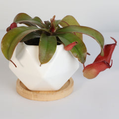 Nepenthes 'Lady Luck' Carnivorous Tropical Pitcher Plant