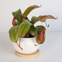 Nepenthes 'Lady Luck' Carnivorous Tropical Pitcher Plant
