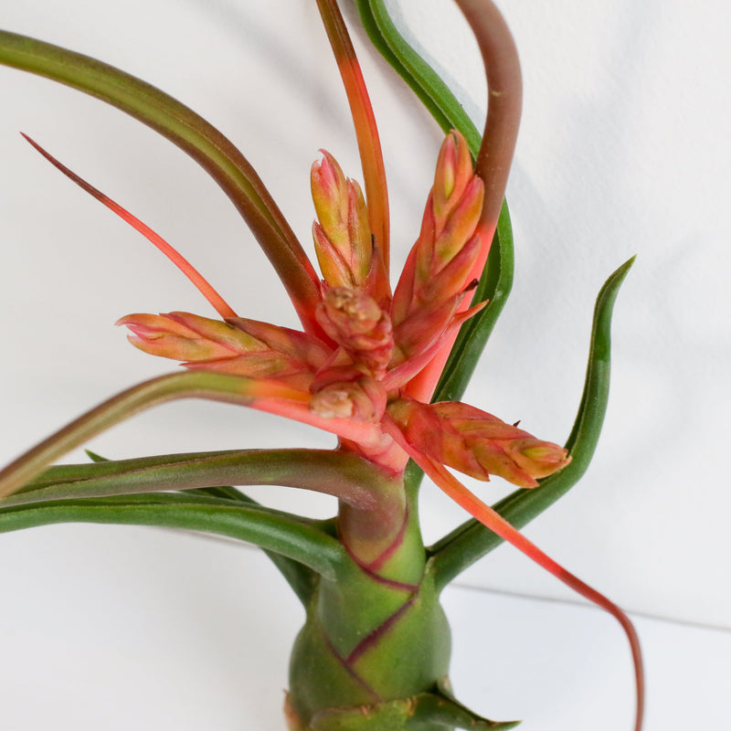 Tillandsia Bulbosa Air Plant