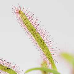 Cape Sundew Drosera