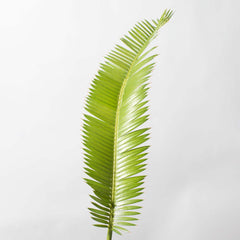 Dioon Mexican Fern Rare Palm