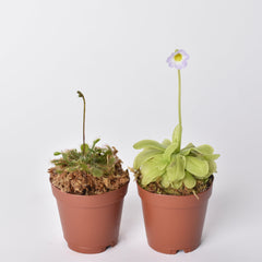 Trap Stars Duo Carnivorous Plant Bundle