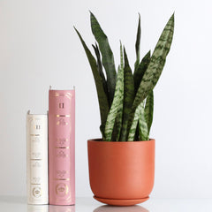 Light Sansevieria Snake Plant