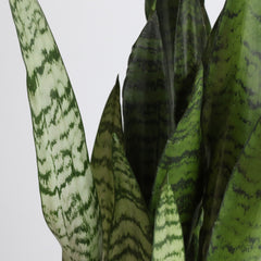 Light Sansevieria Snake Plant