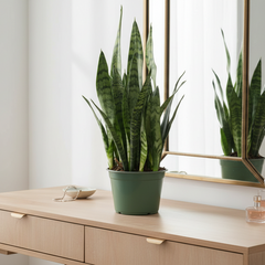 Light Sansevieria Snake Plant