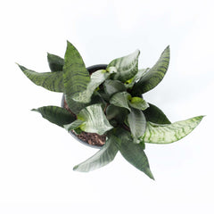 Light Sansevieria Snake Plant