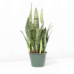 Light Sansevieria Snake Plant