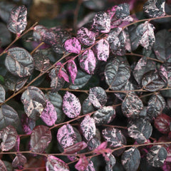 Jazz Hands Variegated® Loropetalum