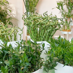 Lucky Bamboo Twists Water Plant MEDIUM
