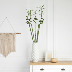 Lucky Bamboo Twists Water Plant MEDIUM