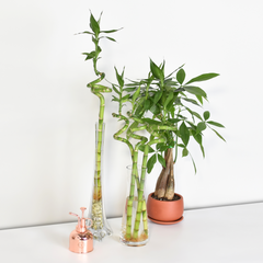 Lucky Bamboo Twists Water Plant MEDIUM